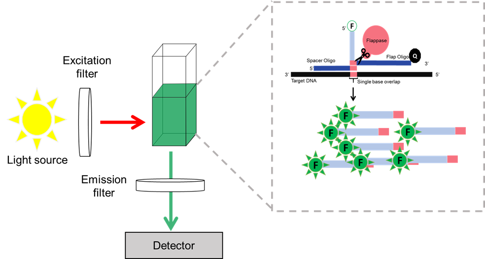 Figure 1: Overview of a detection system.  In a reaction chamber cleavage of flap oligos yields a dequench fluorophore.  Excitation of the fluorophore at the correct wavelength yields light at the emission wavelength, which can be detected.