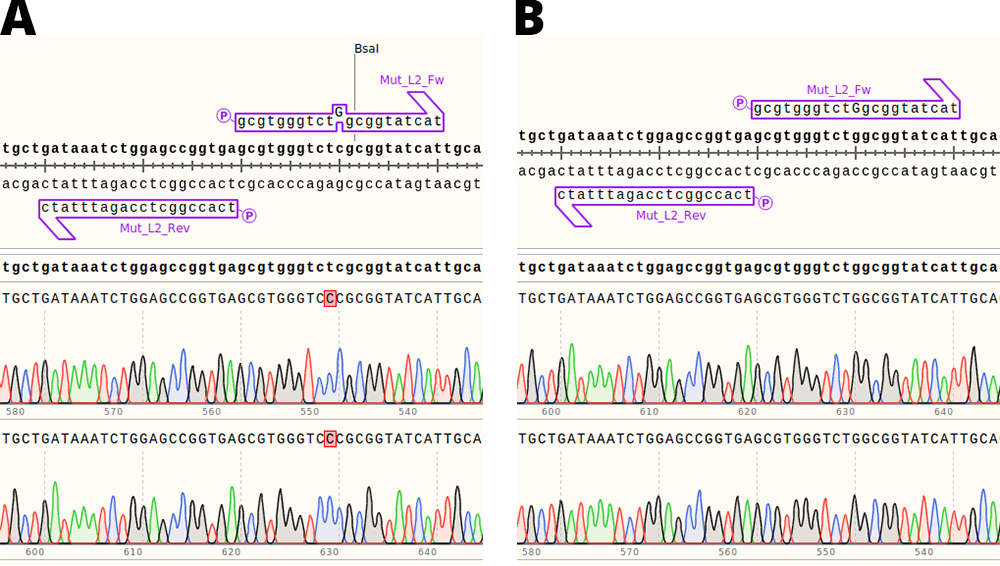 Detail of the sequencing result of (A) pSB3C01 and (B) pSB3C11