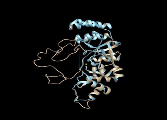 Figure 3- The yeast flappase homology model (tan) superimposed on the human FEN-1 structure (light blue).