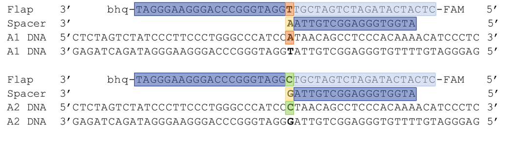 Figure 6. A1 and A2 flap and spacer oligo design. One spacer and one flap oligo were designed to target the A1 and A2 alleles of CSN2.  Features of the oligos are highlighted to correspond to the different regions outlined in figure 1.