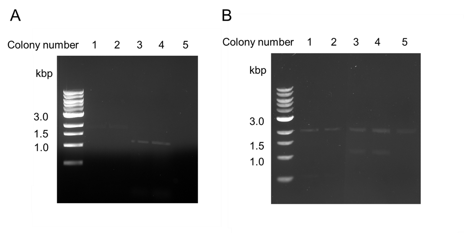 Figure 5.  Verification of the Flappase expression construct. The Flappase construct was designed and ligated into pSB1C3.  Ligations were then transformed into E.coli BL21.  (A) Colonies were screened using colony PCR to identify clones containing the insert. (B) Minipreps and restriction digestions were used to confirm insert.