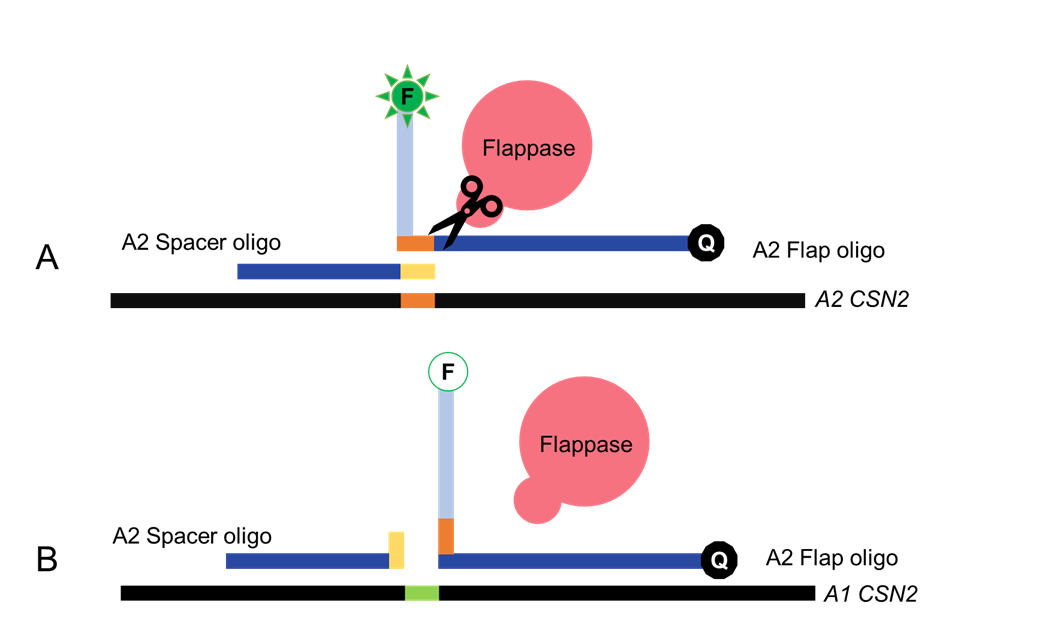 Figure 3. Recognition of Holiday junction by Flappase. The flap oligo is tagged with a fluorophore-quencher pair. A shows Flappase cleavage of the Flap oligo upon successful recognition, separating the fluorophore-quencher pair and emitting detectable light. In contrast, B shows the lack of recognition by Flappase, due to the lack of a Holiday junction. FAM fluorescence is illustrated by activation of the fluorophore (F), upon cleavage of the flap and release of FAM from Blackhole Quencher 1 (Q).