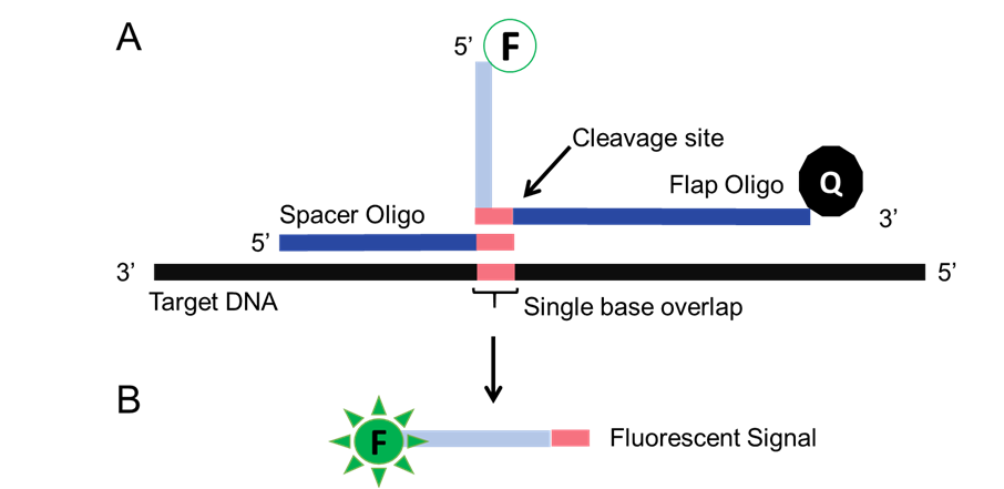 Figure 3. The Invader Assay.  (A) A flap oligo, and a spacer oligo are designed that recognizes the SNP of interest.  In the presence of the SNP, the oligos form a Holliday junction-like structure that creates the Flappase target site.  (B) Flappase cleaves the flap oligo, releasing a fluorophore from a quencher.