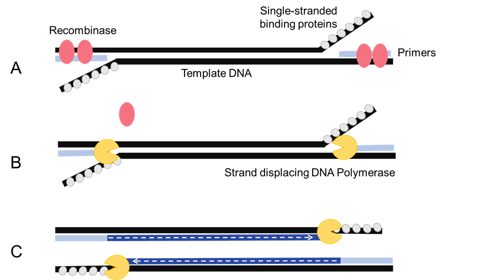 Figure 2. RPA amplification. (A) Recombinases binds to primers, and then displaces the template DNA strands for primer annealing.  (B) single-stranded binding proteins stabilize the single-stranded template, and a strand-displacing DNA polymerase binds the primers and (C) synthesizes the template DNA.  Multiple rounds amplify the target sequence.