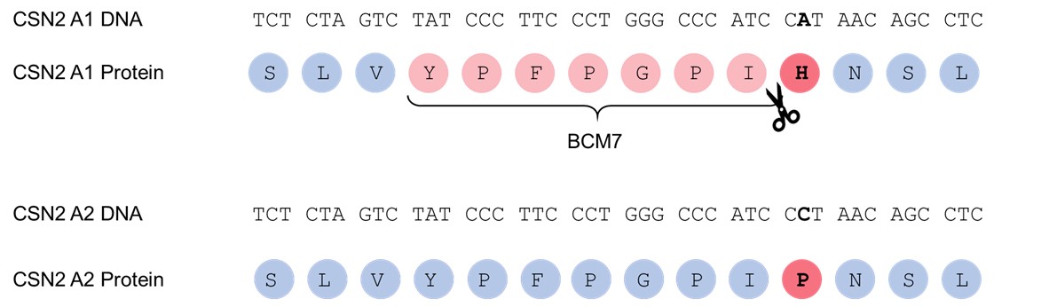 Figure 1. CSN2 alleles and the impact of the A1/A2 SNP.