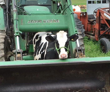 Image of Cow on John Deere