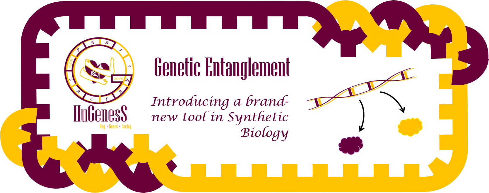 Genetic Entanglement - Introducing a brand new tool in synthetic biology