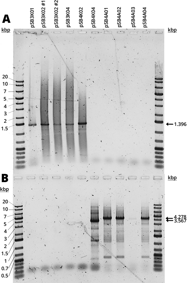 1% Agarose Gel Electrophoresis analysis of (A) VF2-VR PCR and (B) full plasmid