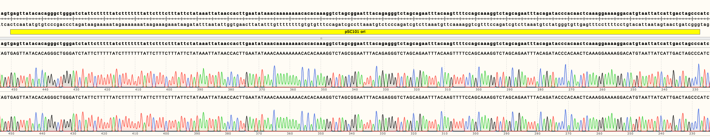 Representative sequencing of the origin of replication pSC101 of pSB4K02 and pSB4K04.