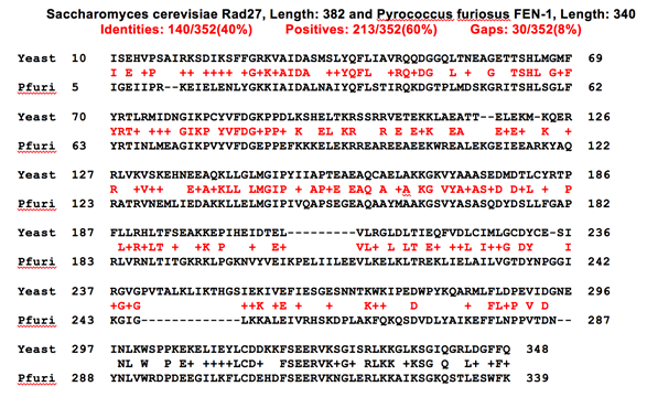 Figure 1b- Sequence alignment of yeast and P. furiosus flappase
