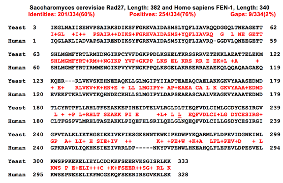 Figure 1a- Sequence alignment of yeast and human flappase
