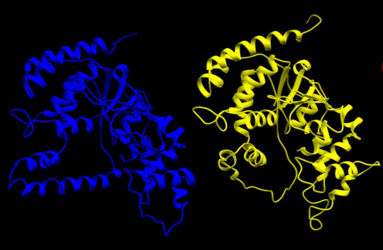 Figure 2- The structures of human FEN-1 in the bound conformation (left, in blue, DNA not shown) and P. furiosus FEN-1 (right, in yellow).