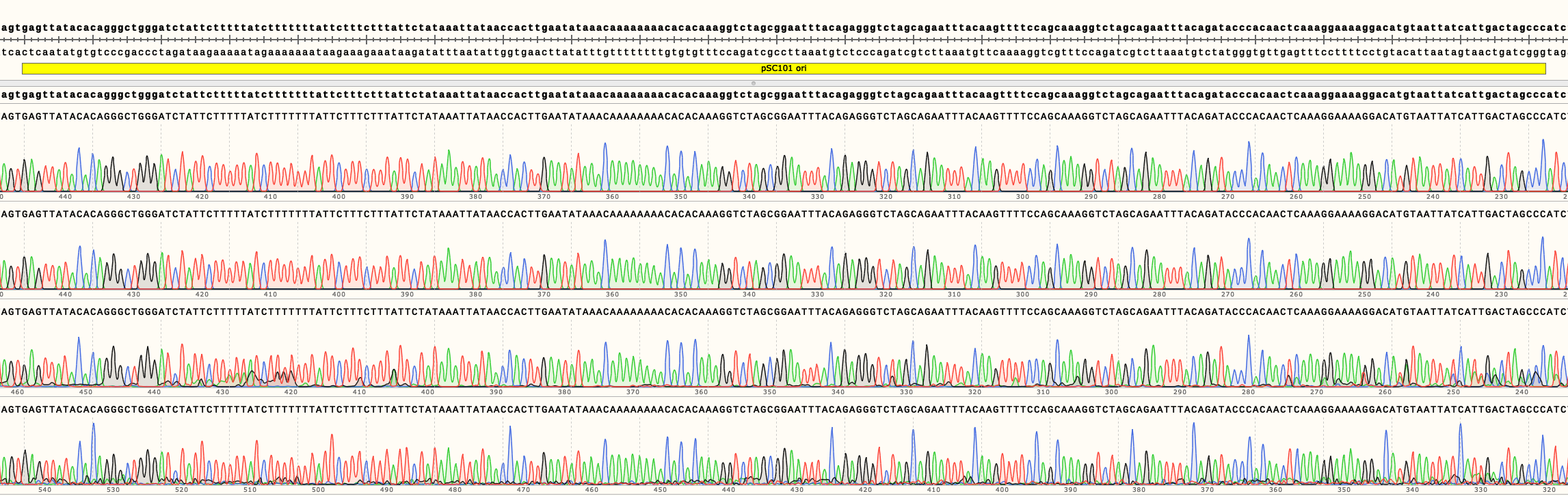 Representative sequencing of the origin of replication pSC101 of pSB4A0#.